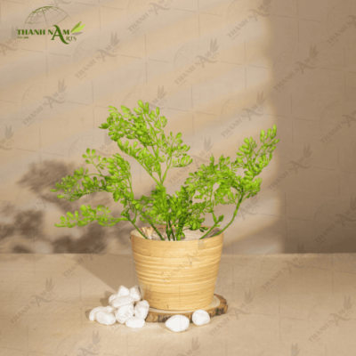 Vietnamese Planter Pots (4)